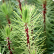 Pinus pinaster seedlings being grown for tree farming