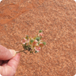 Jim Addison with Golden bluebush 