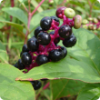 Pokeweed berries