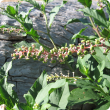 Pokeweed in the South West