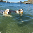 Two dogs swimming in river