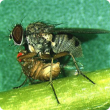 Natural enemies such as this predatory fly help control potato leafminer flies. Photo courtesy Dr A. Winotai