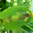 Potato tuber moth is an important pest of potato crops with the larvae being the damaging stage