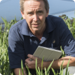 DAFWA officer in wheat plot
