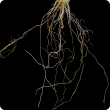 Roots can assume a noodle-like root thickening appearance. Affected primary roots are thin and poorly branched with fewer and shorter laterals with brown discolouration 