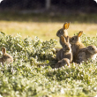 WA landholders are being asked to support the latest efforts to control pest rabbits, with the imminent national release of a new strain of the Rabbit Haemorrhagic Disease Virus.