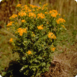 Ragwort plant with daisy-like, yellow flowers