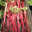 Red stalks of rhubarb ready for sale, with the green leaf mostly trimmed away