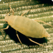 Russian wheat aphid