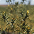 Saffron thistle is hardy weed and is arguably the most widespread thistle in Australia