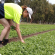 Horticultural worker manual weeding in a lettuce field