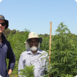 Industrial hemp trials in southern Western Australia 