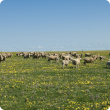 Sheep grazing on pasture