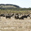 Photograph of sheep grazing saltbush and salt tolerant grasses