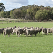 Sheep standing in the middle of a paddock.