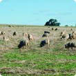 DAFWA has reminded sheep producers to consider the impact of recent summer rainfall on livestock husbandry requirements.