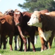 Beef cattle standing in a paddock