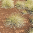 Photograph of soft spinifex (Triodia pungens) in the east Kimberley