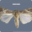 Male fall armyworm moth