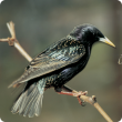 Picture of a European starling