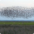 A ﬂock of common starlings in ﬂight.