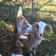 Goats correctly tagged with NLIS year of birth ear tags