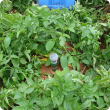 Tensiometer guage installed in a potato crop
