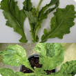 Varietal symptoms vary but leaf mottling and puckering is common