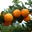 Orange crop hanging on tree at Harvey 2004.