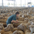 DPIRD vet at Katanning Saleyards examining sheep