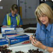 Quarantine WA staff inspecting cherries at the Canning Vale Market