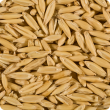 Close-up of plump, bright oat grain.