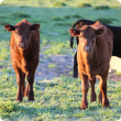 Cattle persistently infected with BVDV may look normal. 