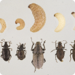 Different pest weevils species