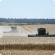 Mature wheat being harvested