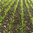 image of wheat seedlings