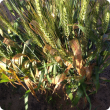Wheat susceptible to SNB on flag leaf