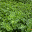 Winter sward of Cefalu arrowleaf clover showing green leaves with multiple leaf marks of different coloured bands