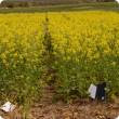 2014 Wongan Hills nitrogen rate trial