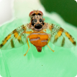 Mediterranean fruit fly