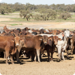 More than 40 red, brown and grey cattle standing alongside each other in a yard with several green trees in the background.