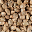 Close up of industrial hemp seed.