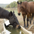 One horse drinking at a water trough as another horse stands nearby.