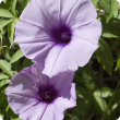 Purple tubular flowers.