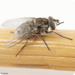 Stable fly is an aggravating insect with sharp mouthparts that are used to bite animals and draw blood.