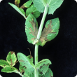 Leaf spots that turn yellowish and later brown and papery 