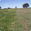 A subclover and barleygrass pasture that has been spray-topped on the right hand side 
