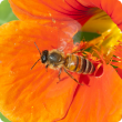 Bee on orange nasturtian flower