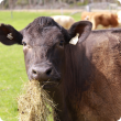 Cattle can be affected by anthrax