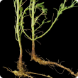 Bent taproot unable to penetrate ironstone subsoil